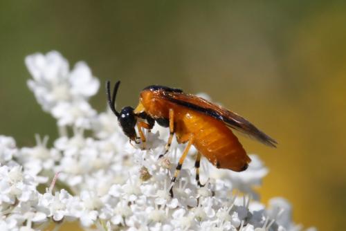 Arge ochropus